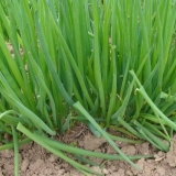 Kako uzgajati luk iz sjemena